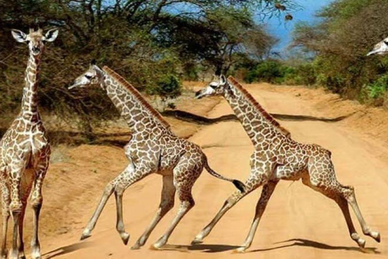 2 days 1 night saltlick safari from Diani/Mombasa.