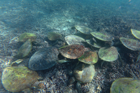 From Muscat: Dimaniyat Islands Snorkeling Tour with Lunch Dimaniyat Snorkeling Cruise with Snacks & Transfers