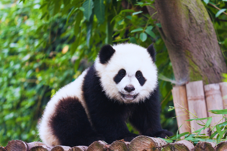 Beijing: Summer Palace Guided Tours & Top Park Combos Private Summer Palace & Old Summer Palace Park Walk Tour