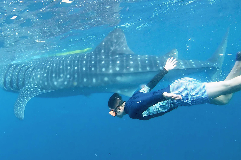 Oslob: obserwacja rekinów wielorybich, wyspa Sumilon i obserwacja małpOslob: Obserwacja rekinów wielorybich, wyspa Sumilon i małpy