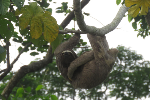 Puerto Maldonado: Tambopata Lago Sandoval 4-day expedition Puerto Maldonado: Tambopata Lago Sandoval 4-day expedition (best tour)