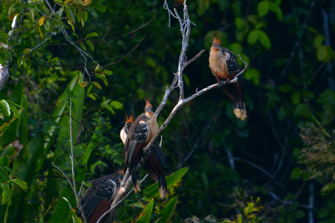 Amazon Wildlife Tour from Cusco–6 Days in the Reserved Zone.