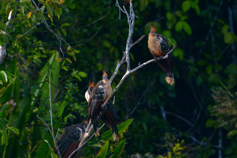 Amazon Wildlife Tour from Cusco–6 Days in the Reserved Zone.