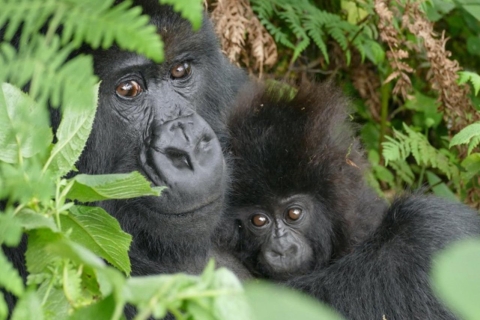 1 dzień śledzenia goryli w Parku Narodowym Wulkanów w Rwandzie