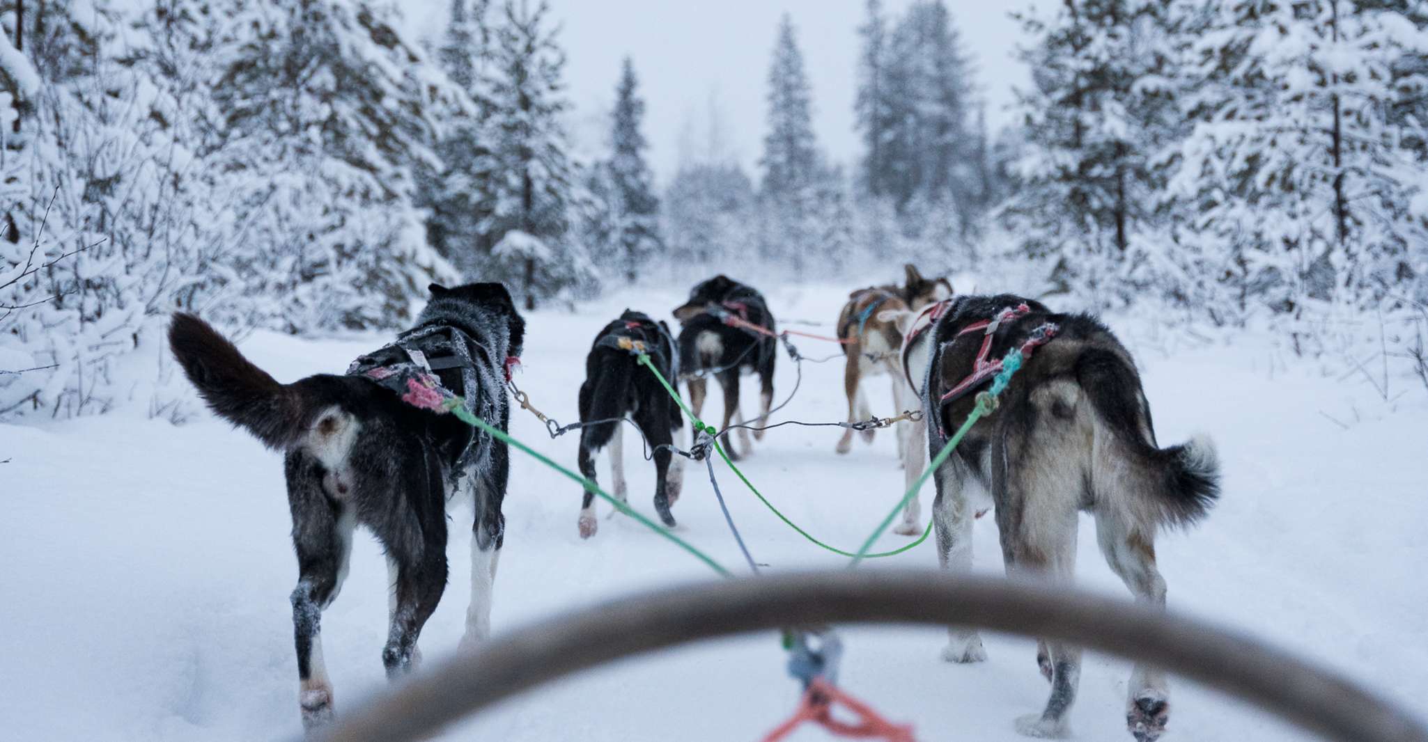 Levi Polar Lights Tours, Path of the Gnome Husky Safari 15km - Housity