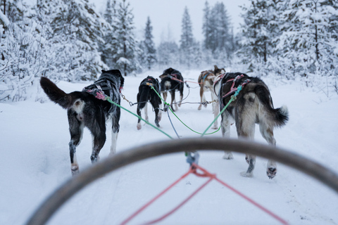 Levi: Skogstroll - Två dagars Husky safariSkogstroll - 2 dagars husky safari