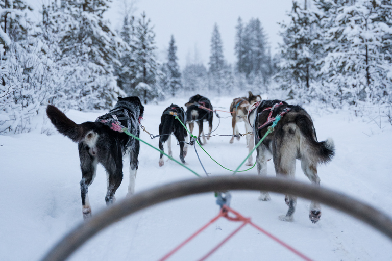 Levi: Skogstroll - Två dagars Husky safariSkogstroll - 2 dagars husky safari