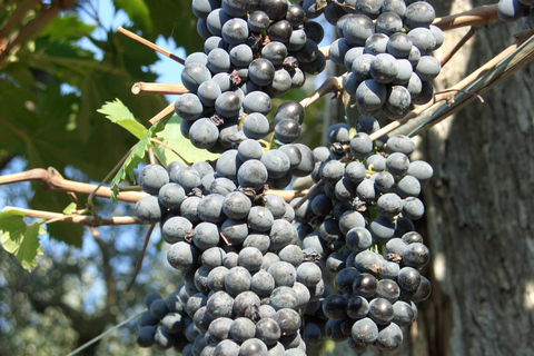 Sorrento: Walking Tour in Lemon Garden w/ Food Tasting