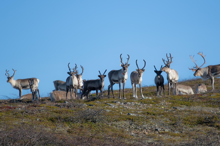 Saariselkä: Hiking Day with Lunch in Kiilopää