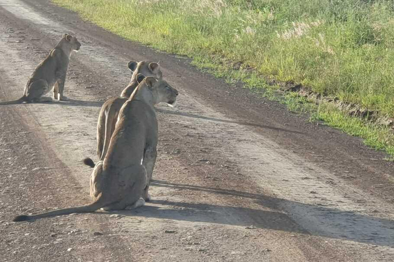 Nairobi: National Park Half-Day Safari with Hotel Pick-Up