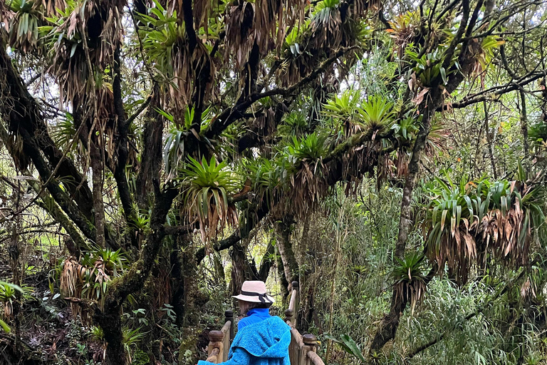 ملاذ الأنديز الصحي - جولة مشي طويلة والينابيع الساخنة في بابالاكتاAndean Wellness Escape - Hike &amp; Hot Springs of Papallacta