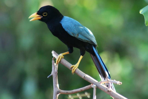Cancún: Vogelfotografie-Expedition mit Transport