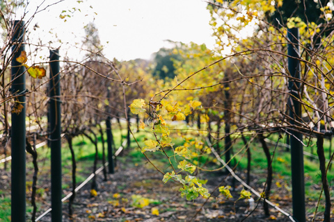 Adelaide: Hosted Tour & 'Feed Me' Food and Wine Experience