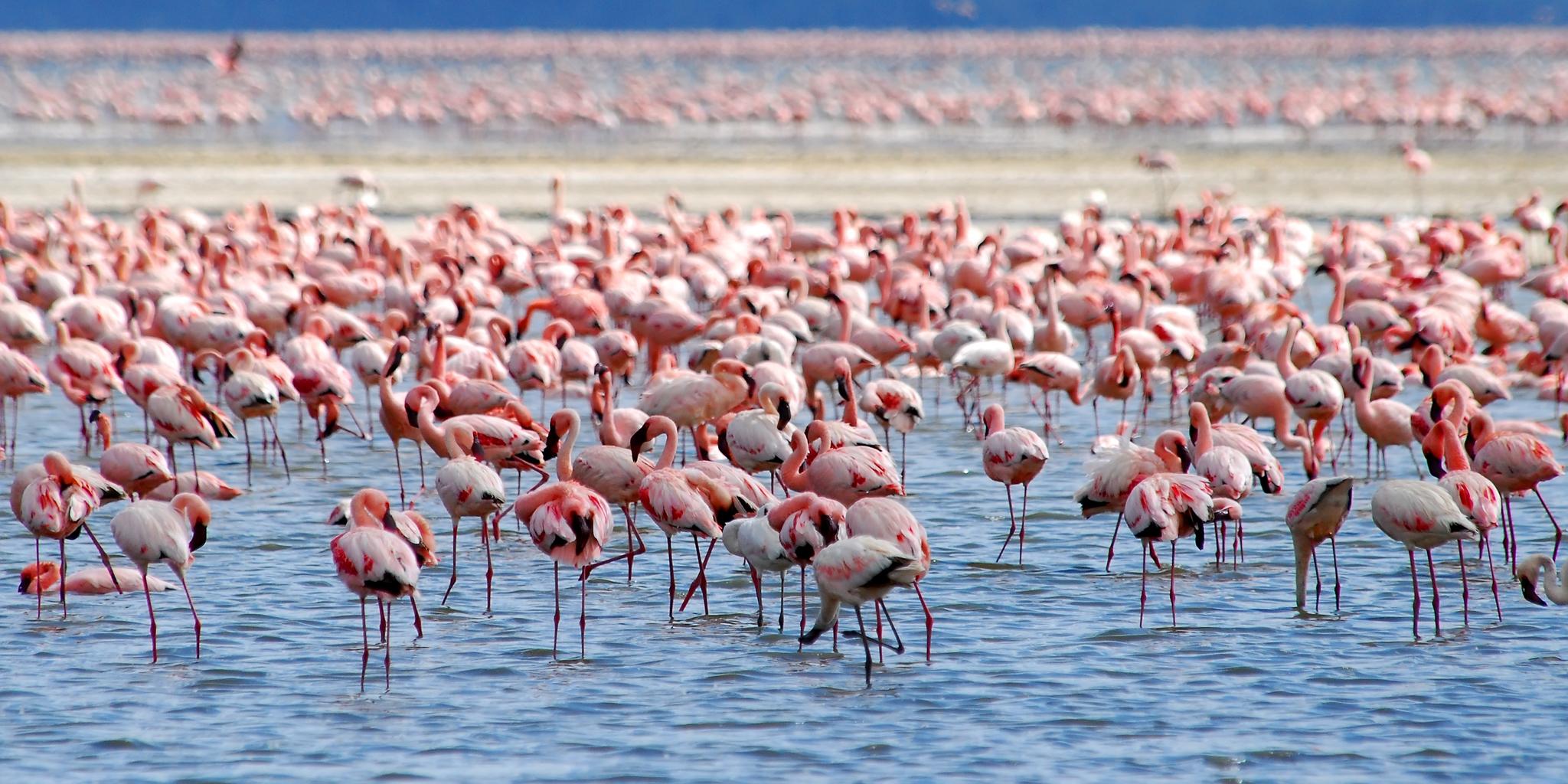 Lake Nakuru National Park Tagestour mit Nakuru/Nairobi Pick
