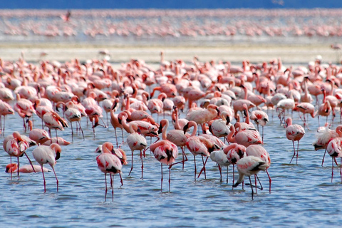 Lake Nakuru National Park Day Trip With Nakuru/Nairobi pick