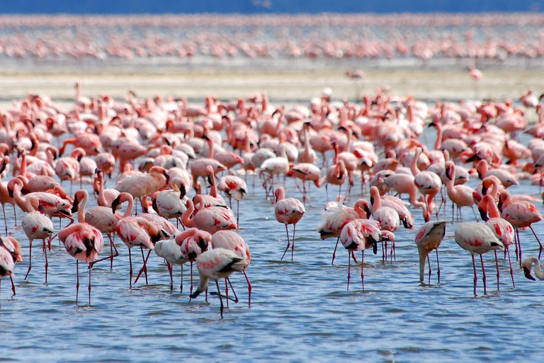 Lake Nakuru National Park Day Trip With Nakuru/Nairobi pick