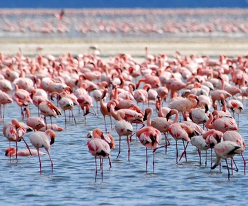 Lake Nakuru National Park Day Trip With Nakuru/Nairobi pick