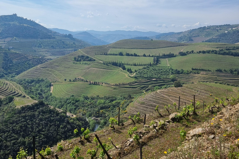 VALLEE DU DOURO : Visite guidée des vignobles, croisière et déjeuner dans un établissement vinicole.Visite privée