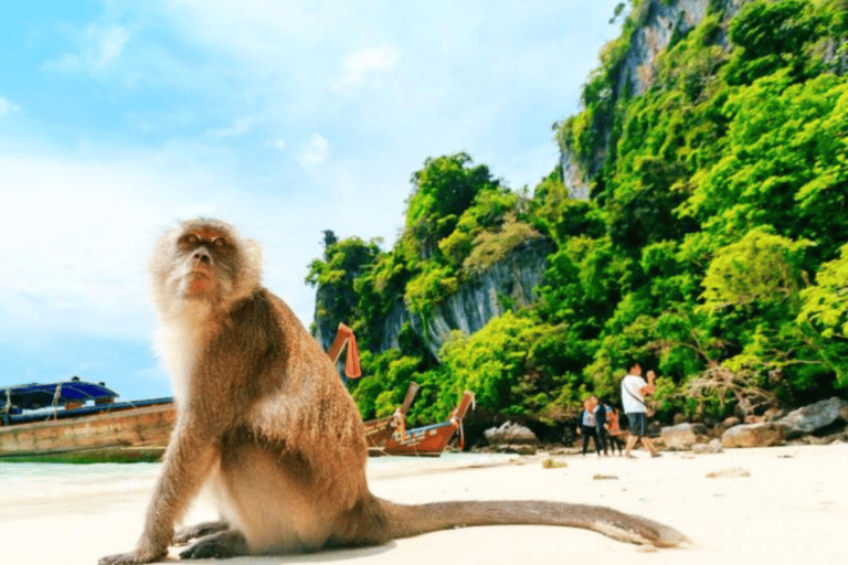 Phuket: Passeio de lancha ou catamarã pelas ilhas Phi Phi e KhaiPhuket: Passeio de catamarã pelas ilhas Phi Phi e Khai