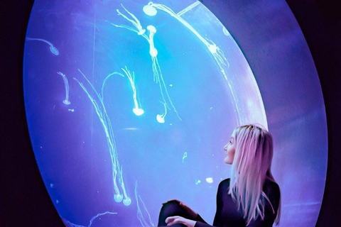 Prag: The World Of Jellyfish Ticket mit Getränk