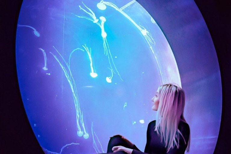 Prag: The World Of Jellyfish Ticket mit Getränk