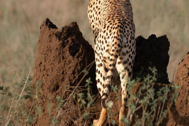 4 jours de safari au Serengeti, au Ngorongoro et au Tarangire