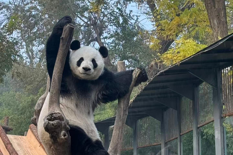 Beijing: Mutianyu Great Wall and Panda House Private Tour Private Day Tour without Tour Guide