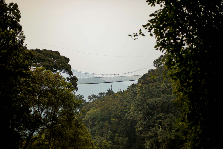 2 Days Nyungwe Chimpanzee trekking3 Days Nyungwe Chimpanzee trekking