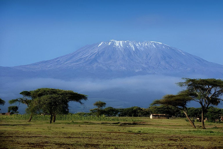 Arusha : Mount Kilimanjaro Day Hike with Breakfast and Lunch