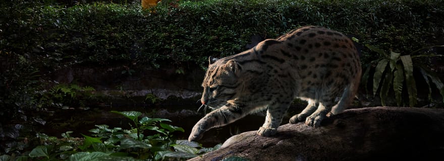 Singapour : Safari nocturne à Singapour avec tramway