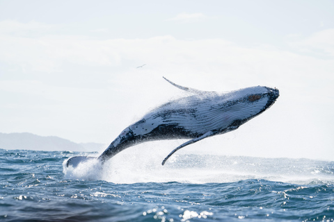 Gold Coast: Tour to Byron Bay, Lighthouse & Beaches