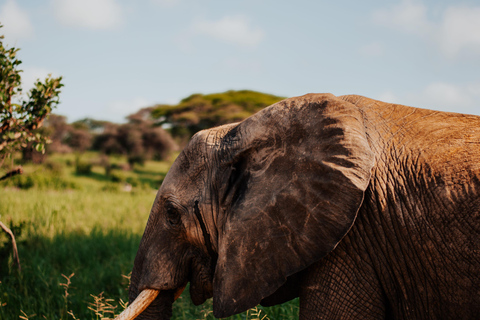 From Arusha: 6-Day Tanzania Magic Safari