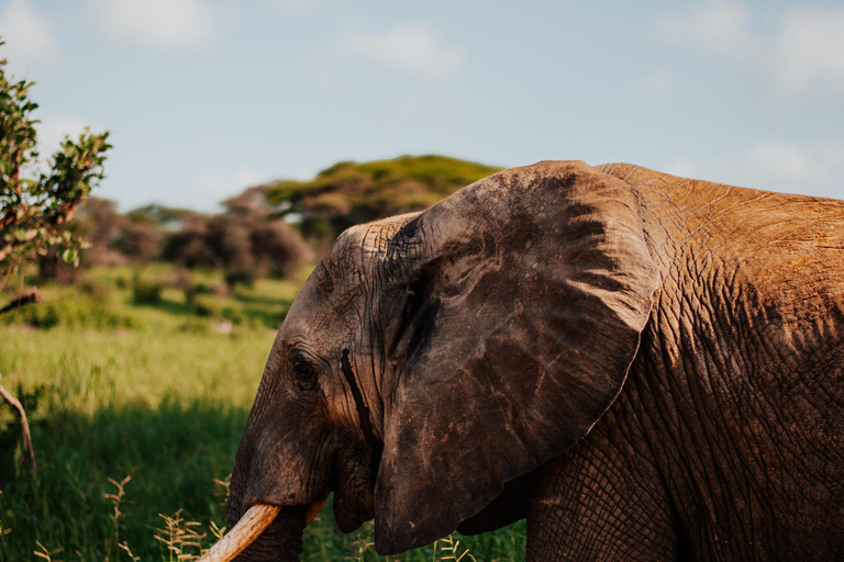 From Arusha: 6-Day Tanzania Magic Safari