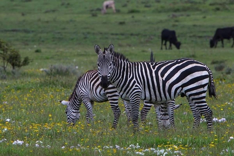 Book with flexibility Day Trip to Mkomazi National ParkTarangire and Ngorongoro