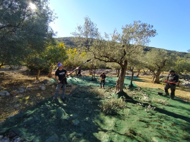 Visit Cres Olive Harvest Tour in Split