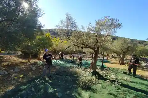 Visite de la récolte d'olives à Cres