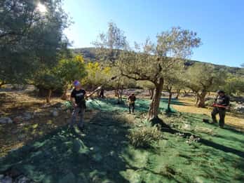 Cres Olive Harvest Tour
