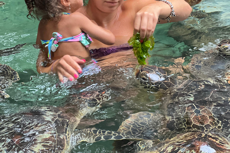 Ilha de Mnemba e nado com tartarugas, em Nungwi