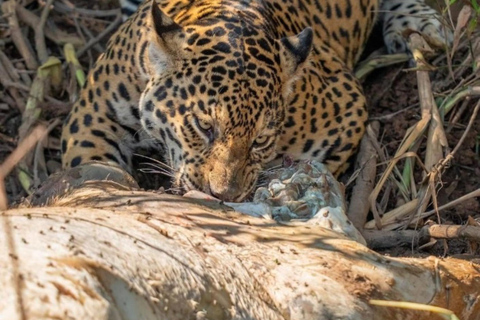 Jaipur: Safári de leopardo em Jhalana tour particular