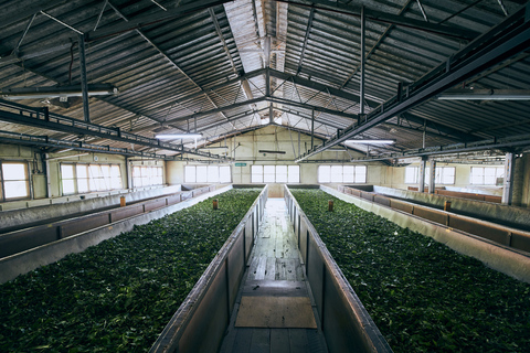 Negombo to Kandy: Pinnawala/ Tea Factory (private Tour)