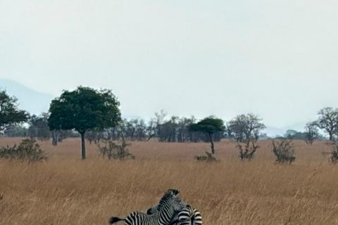 From Zanzibar: 2-Day Mikumi National Park Safari with Train