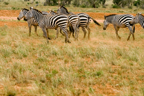 Quênia: 6 dias de Amboseli, Tsavo Oeste e Leste