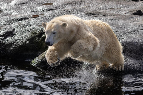بروجليت تذكرة دخول حديقة حيوان بايري دايزاأيام الأسبوع