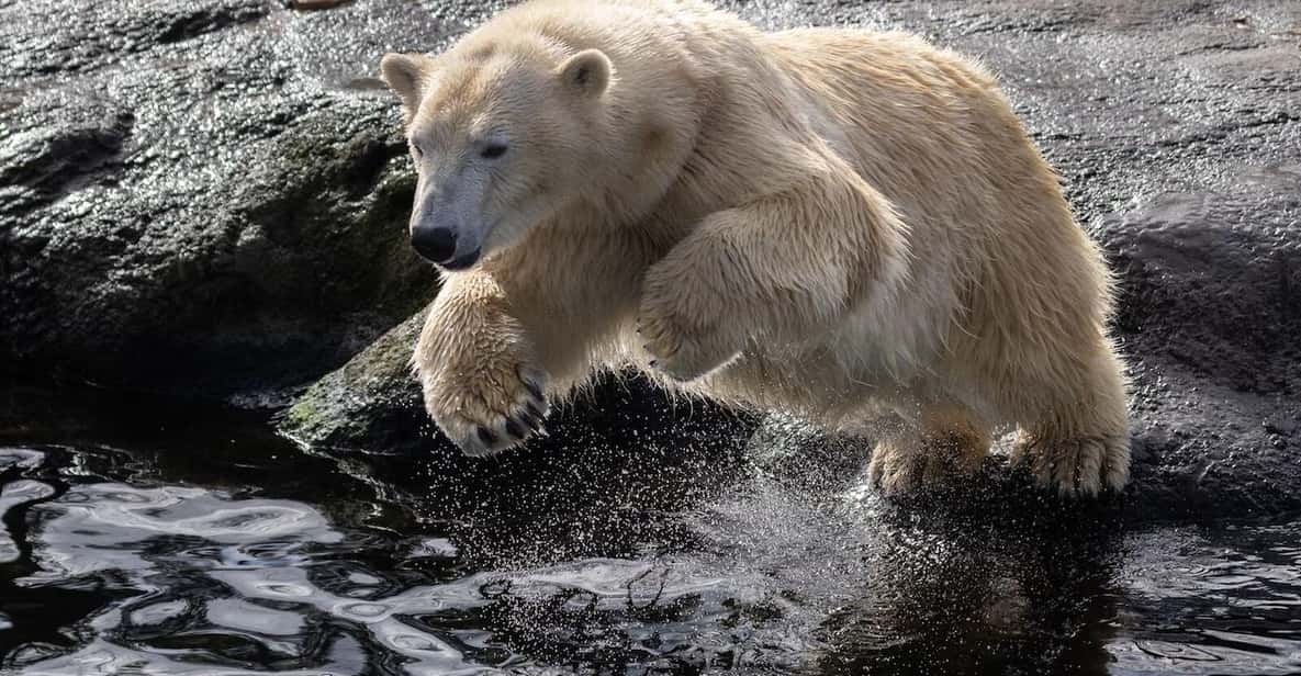 Afbeelding 12 van Brugelette: Pairi Daiza Zoo inclusief toegangsbewijs voor 'Edenya'
