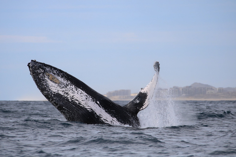 Cabo San Lucas: 2-Hour Whale Watching Adventure