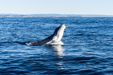 Gold Coast: Whales, Dolphins & Snorkelling with Turtles