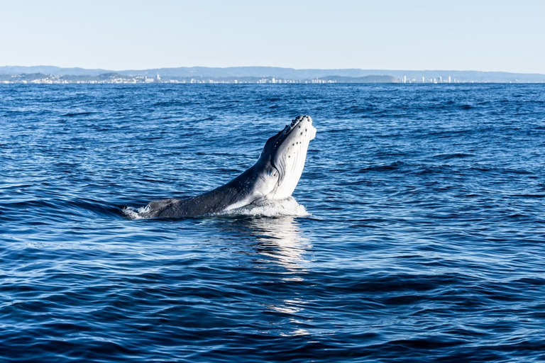 Gold Coast: Whales, Dolphins & Snorkelling with Turtles