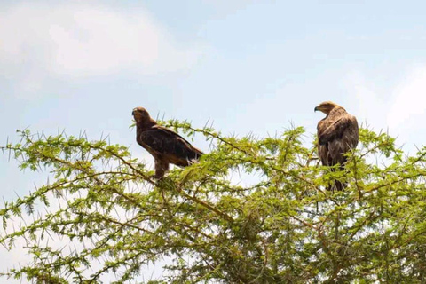 Nairobi: 3-Day honeymoon safari to Amboseli National Park Overnight Private to Amboseli National Park