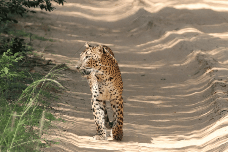 斯里兰卡：10 天未探索的东北部私人观光斯里兰卡：10 天未探索的东北私人观光