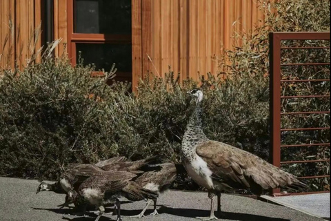 From Hobart: Port Arthur Day Trip with Wild Animals